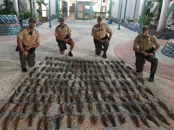 When FWC officers stopped the Perseverance off Marathon in January 2018, they found 165 undersized lobster.