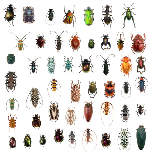 Beetles And Wasps Vie For Title of Most Diverse Critter KCLU