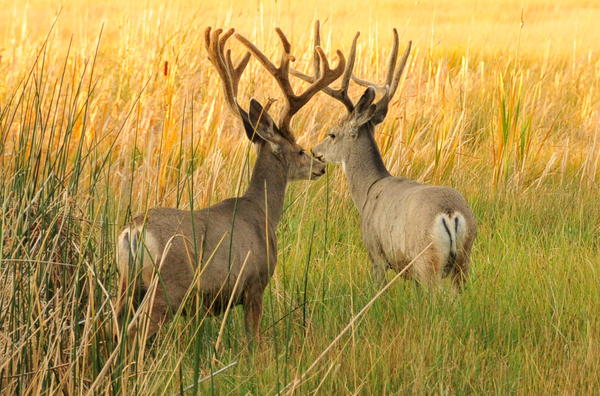 Hunting License Sales And Visitation Up In Colorado Aspen Public Radio