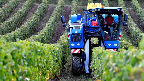 A vineyard worker drives a grape harvester tractor in the Bordeaux region of southwestern France, where climate change is raising new challenges for winemakers.