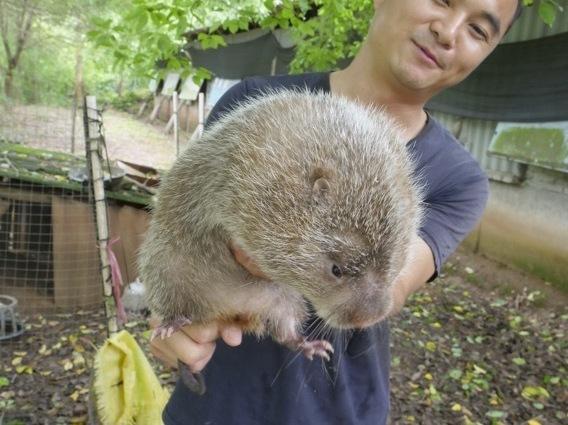 Pandemic Causes China To Ban Breeding Of Bamboo Rats And Other Wild