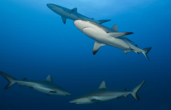 Grey reef sharks, seen in Fiji, are among the top species of sharks fished for their liver oil.