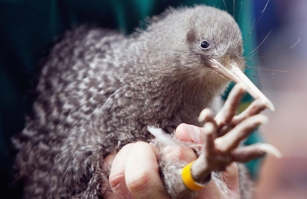 The little spotted kiwi snuck its way up New Zealand's Bird Of The Year leaderboard before election organizers discovered 1,500 disqualifying votes placed for the smallest kiwi bird species.