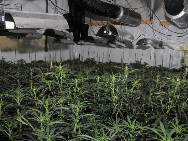 Photo released by the City of London Police showing the first "cannabis factory" discovered in the City.
