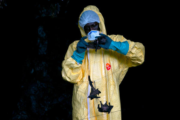 A researcher with Franceville International Medical Research Centre collects bats in a net on November 25, 2020 inside a cave in Gabon. Scientists are looking for potential sources for a possible next coronavirus pandemic.