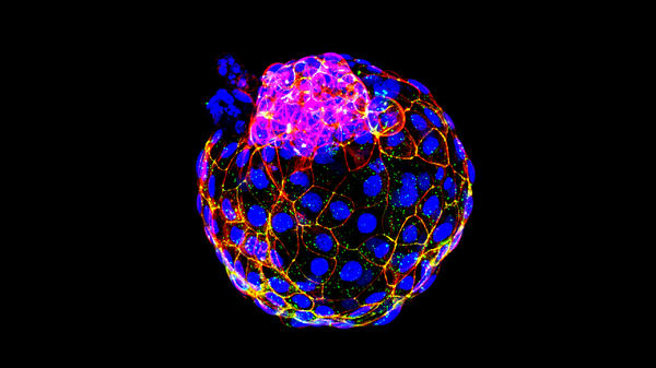 Jun Wu's team at the University of Texas Southwestern Medical Center in Dallas have created hollow balls of cells that closely resemble embryos at the stage when they usually implant in the womb — known as blastocysts. The new laboratory-made embryo-like entities have been dubbed "blastoids."