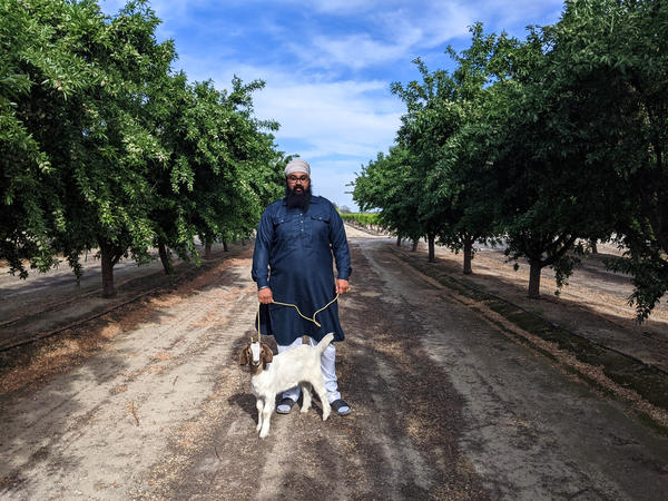 Farmer and organizer, Simranjit Singh and his goat, Rango, at Singh's family almond and raisin farm in Kerman, Calif.