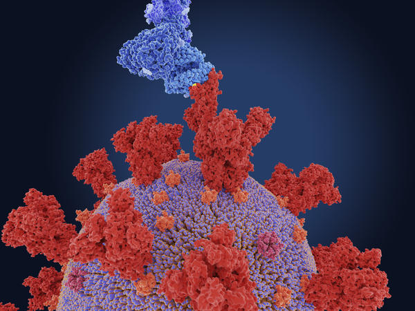 Like all viruses, the coronavirus mutates. Above: In this depiction of the the South African coronavirus variant B.1.531, the thin yellow band around the rim of indicates a mutation site. The virus spike (red) is attaching to a human cell receptor (blue).