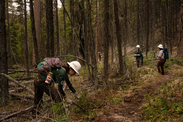 Members of the Montana Conservation Corps (MCC) work on trails near Tally Lake in northwestern Montana. President Biden wants to retool and relaunch one of the country's most celebrated government programs: the Civilian Conservation Corps. MCC crews are already doing some of the work envisioned in Biden's climate proposal.