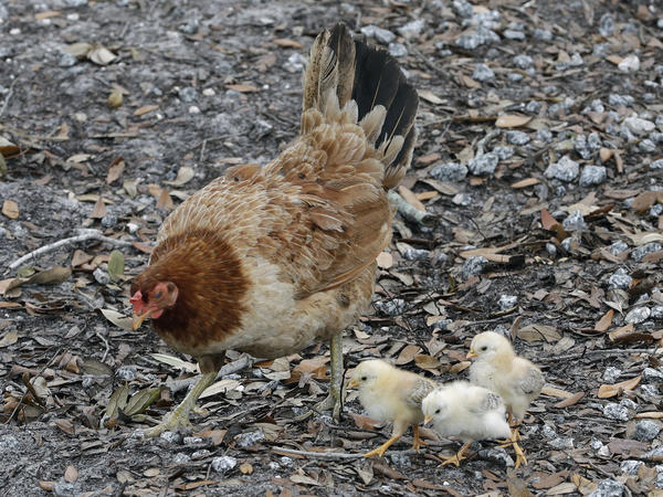 A chicken looks for food with her chicks June 3, 2020, in Tampa, Fla. The Centers for Disease Control and Prevention is warning people to refrain from snuggling with backyard poultry, citing concerns about spreading salmonella.