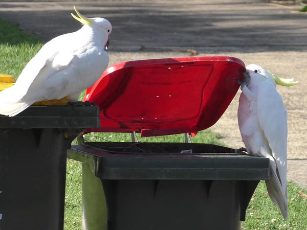 In Sydney, Australia, a clever cockatoo opens the lid of a trash bin using its bill and left foot. A second bird is observing it closely.