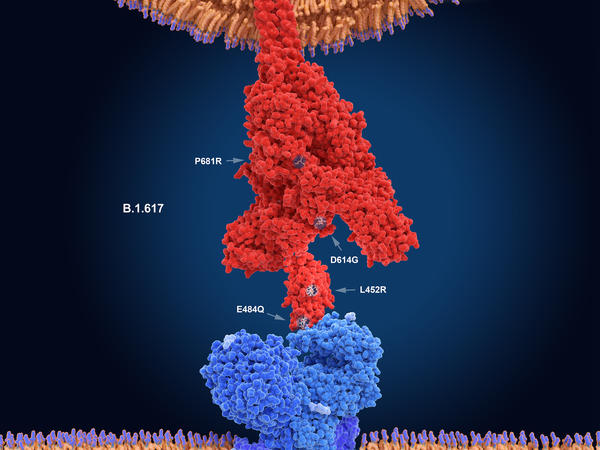 The numerals in this illustration show the main mutation sites of the delta variant of the coronavirus, which is likely the most contagious version. Here, the virus's spike protein (red) binds to a receptor on a human cell (blue).