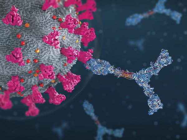 An illustration of a coronavirus particle and antibodies (depicted in blue).