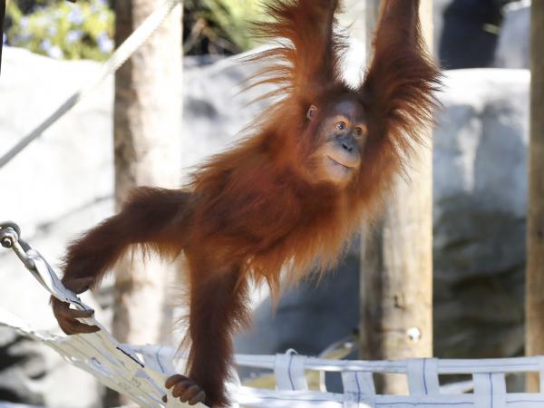 Menari, the critically endangered Sumatran orangutan, is seen climbing in her enclosure at the Audubon Zoo in New Orleans. The zoo announced Thursday that Menari is pregnant with twins.