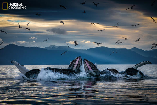 Humpback whales, working in teams, circle herring with disorienting curtains of bubbles off Alaska's coast, then shoot up from below with their mouths open. This innovation developed among unrelated groups of humpbacks but is now a widely adopted practice.