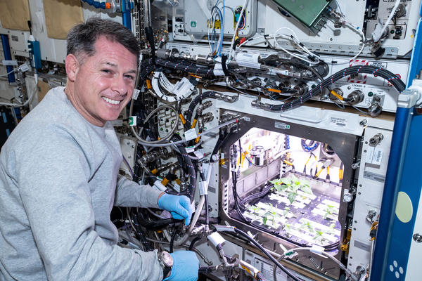 NASA astronaut Shane Kimbrough checks Hatch chile plants growing on the International Space Station earlier this year.