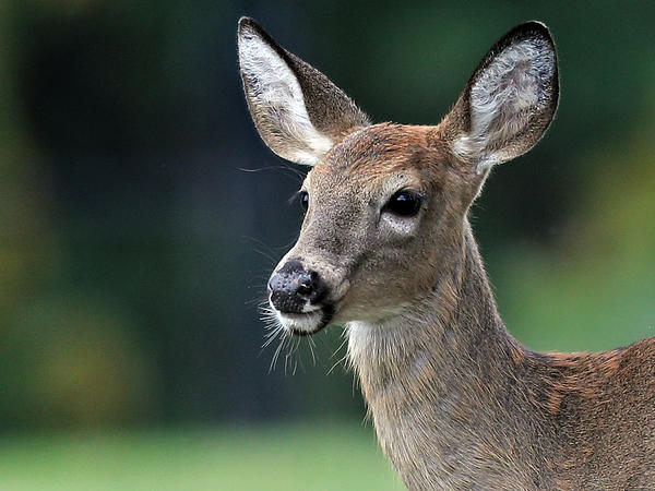 A new study suggests that white-tailed deer, like the one here, could carry the virus SARS-CoV-2 indefinitely and spread it back to humans periodically.