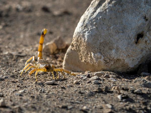 A scorpion is pictured at the Scorpion Kingdom laboratory and farm in Egypt's Western Desert, near the city of Dakhla in the New Valley, in February 2021.