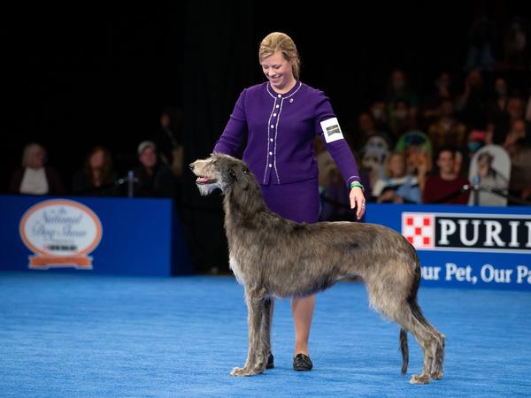 Best in show winner Claire the Scottish deerhound stands with her handler Angela Lloyd at the National Dog Show. Lloyd said Claire was "more sure of herself" this year.