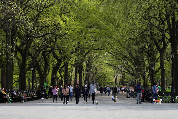 Premature greening in urban trees could have negative environmental and economic impacts, a new study has found.