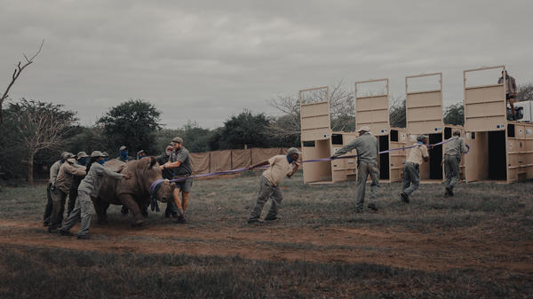 A tranquilized rhino is guided into crates at the andBeyond Phinda Private Game Reserve in South Africa.