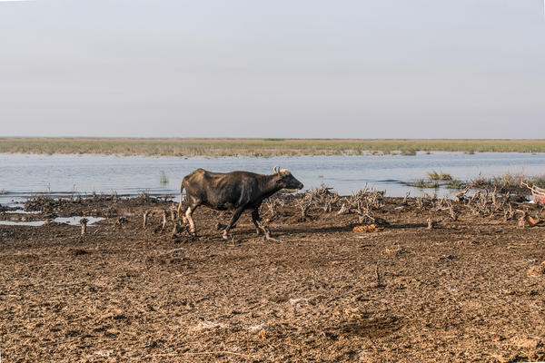 Unprecedented heatwaves and low rainfall are turning southern Iraq's marshlands into a place hostile to the communities who've lived there for generations — as well as their livestock.
