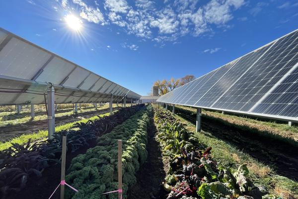 This year, the garden produced more than 8,000 pounds of produce, while the panels above generate enough power for 300 local homes.