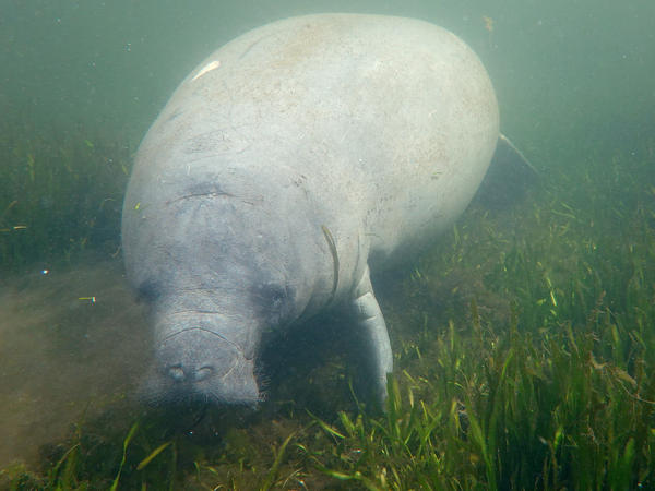 A manatee swims amid seagrass in the Homosassa River on Oct. 5 in Homosassa, Fla. Conservationists are planting seagrass in the area to help restore the natural habitat for manatees and provide a feeding ground for the mammals, following a record year in manatee deaths in Florida. The deaths were primarily from starvation due to the loss of seagrass beds.