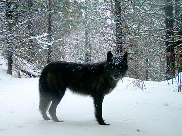 A gray wolf in Oregon's northern Wallowa County in February 2017. Officials in Oregon are asking for help locating the person or persons responsible for poisoning an entire wolf pack in the eastern part of the state earlier this year.