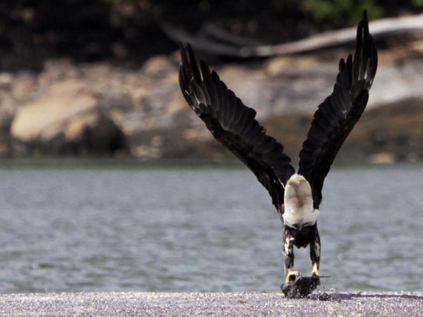 A bald eagle takes flight from a sandbar with its meal in its talons off of Brunswick, Maine, along the New Meadows River, on Aug. 22, 2011.