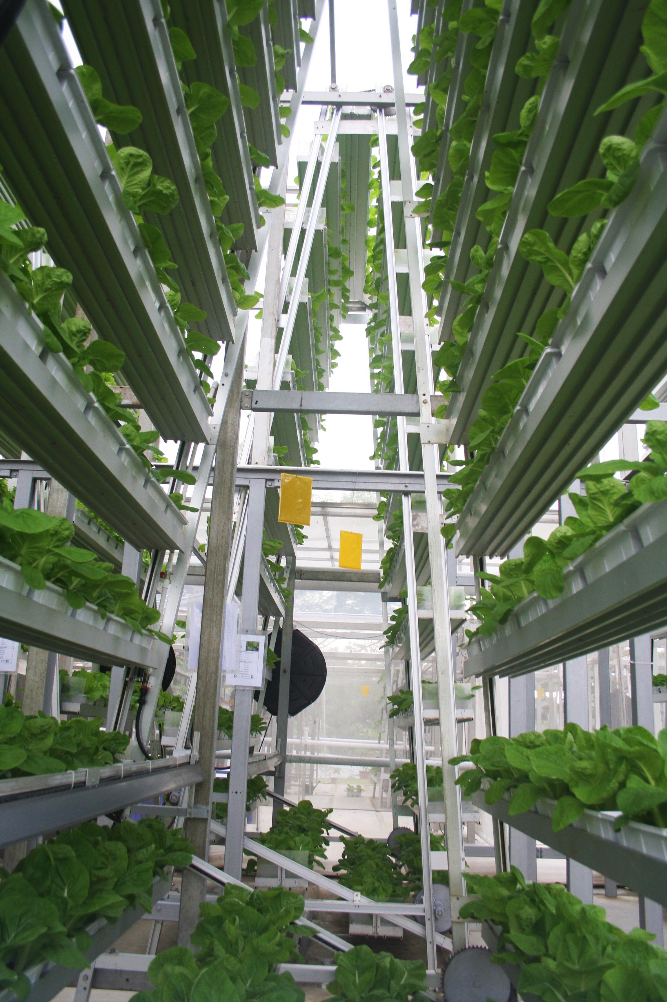 vertical agriculture