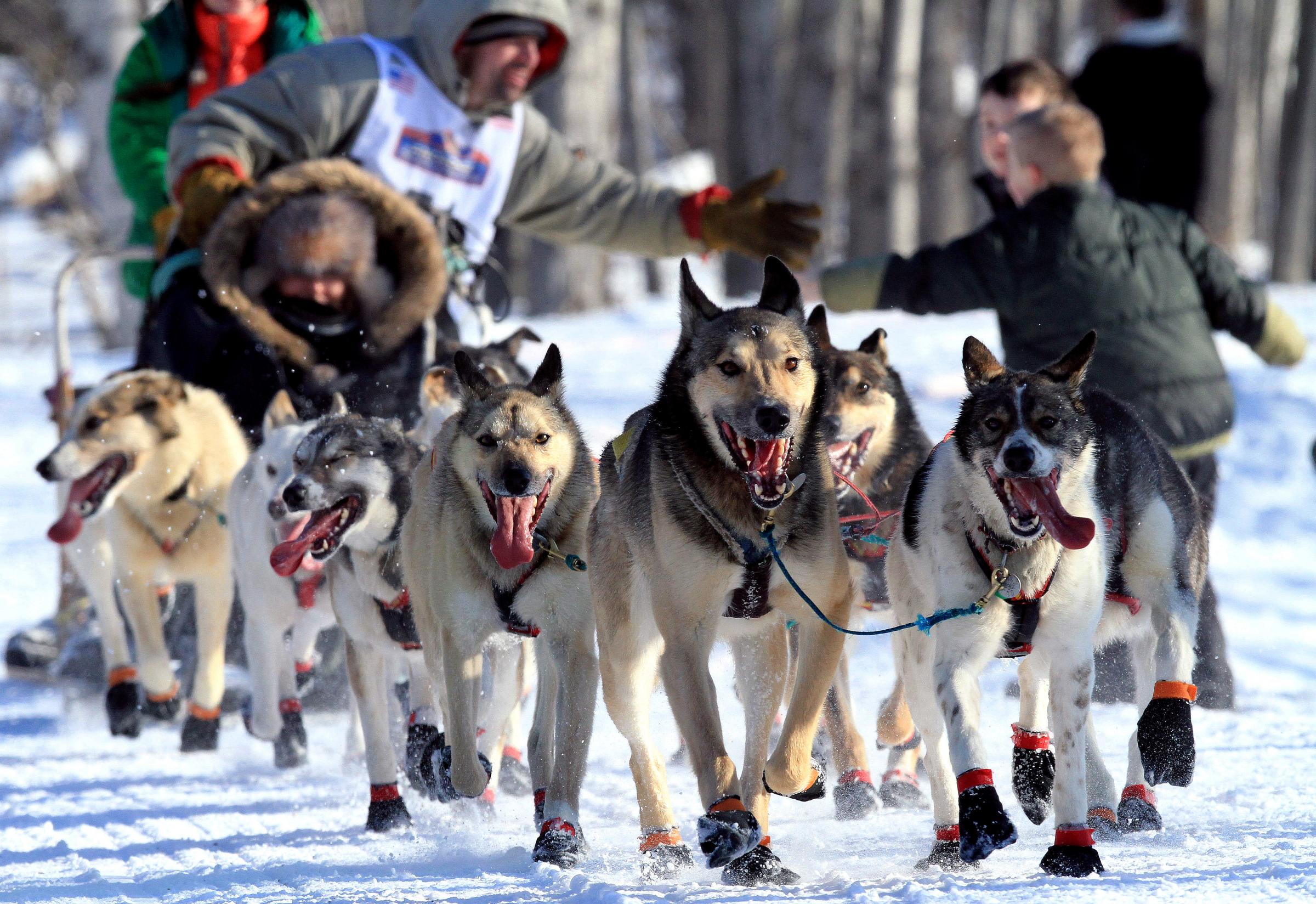 Iditarod Sled-Dog Race