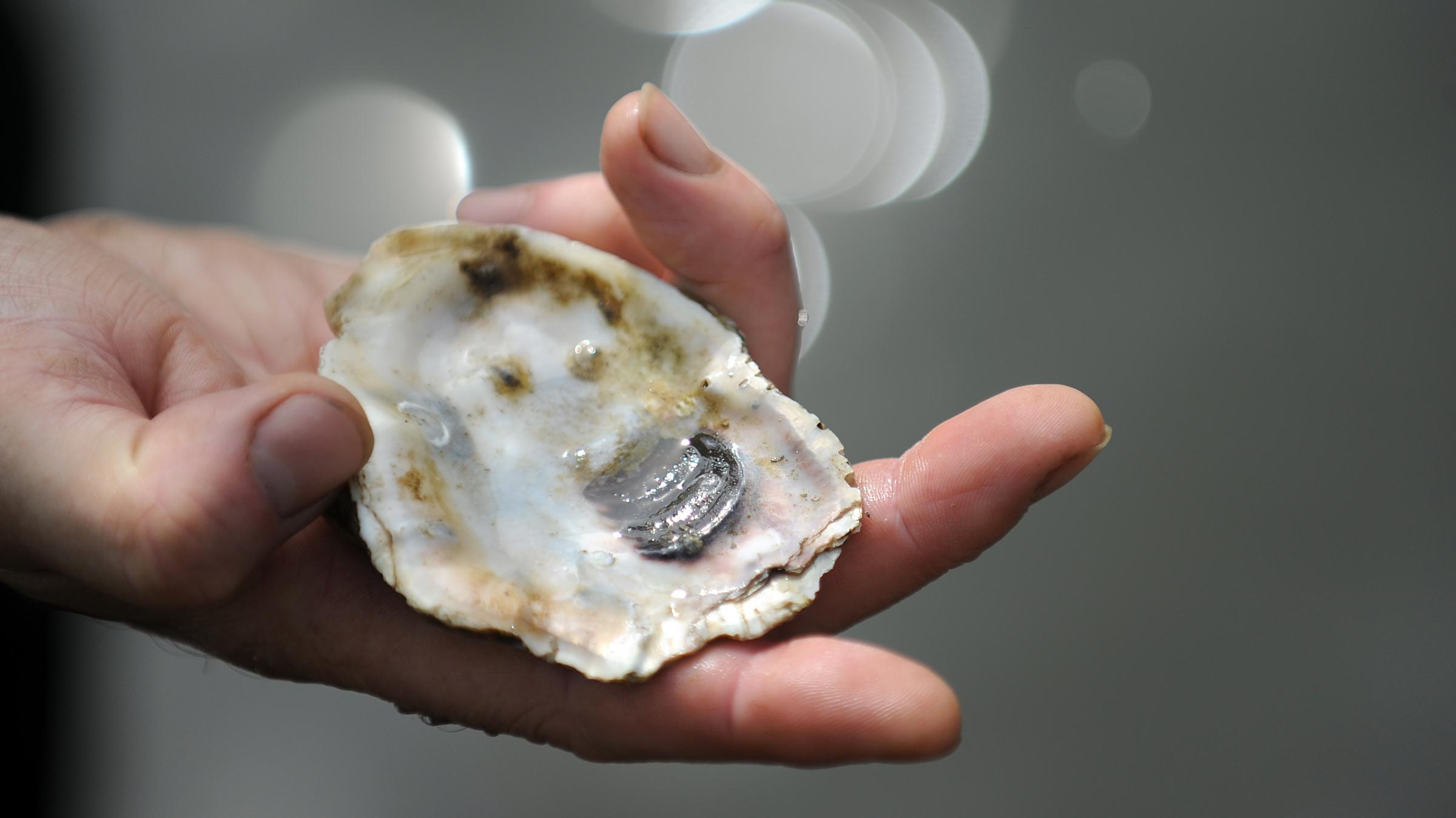 Oyster gravity. Oyster to310. Live Oyster Shell. Oysters with Shell. Oyster Bay.