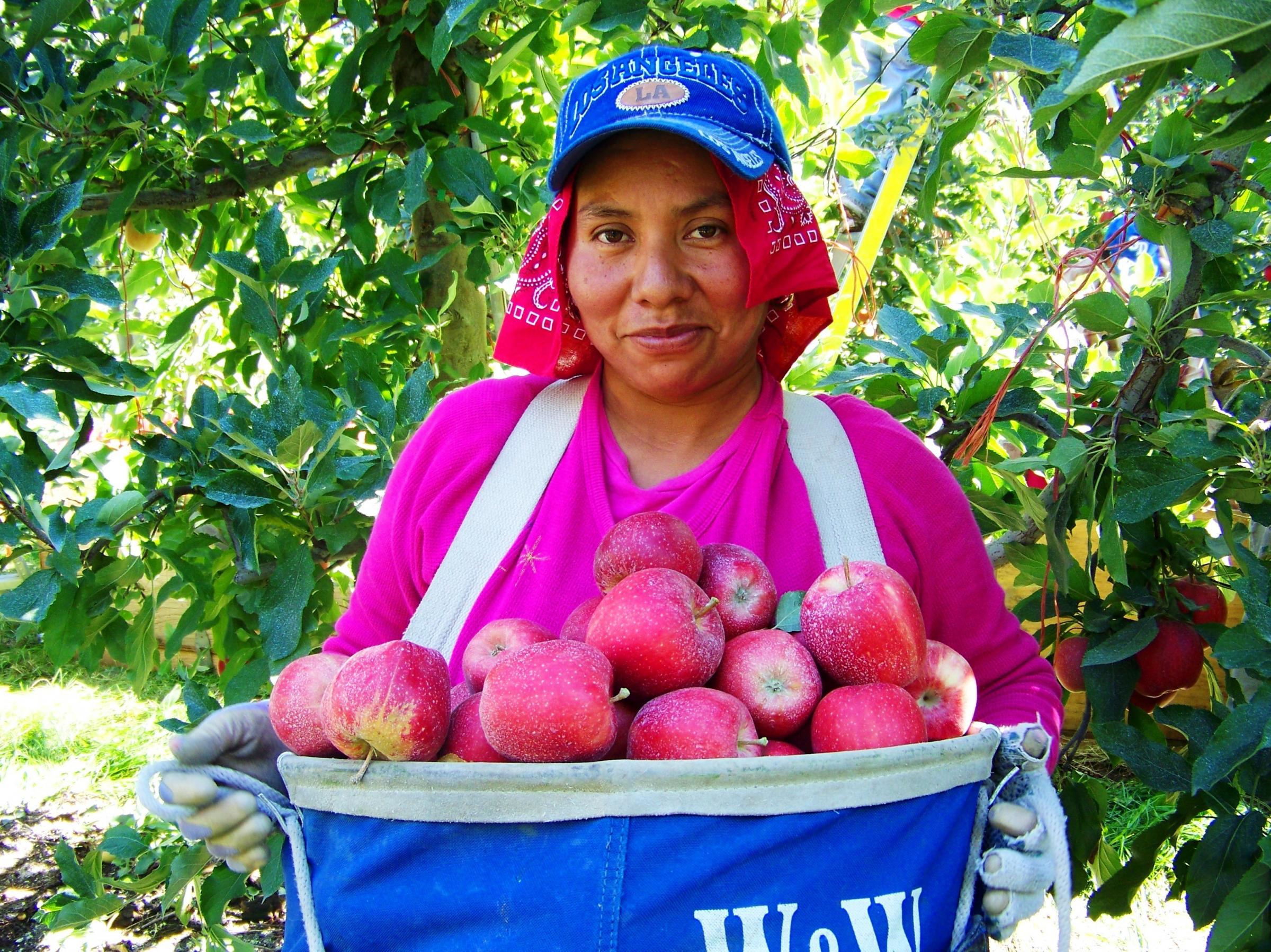 In Washington State Picker Shortage Threatens Apple Boom KUOW News