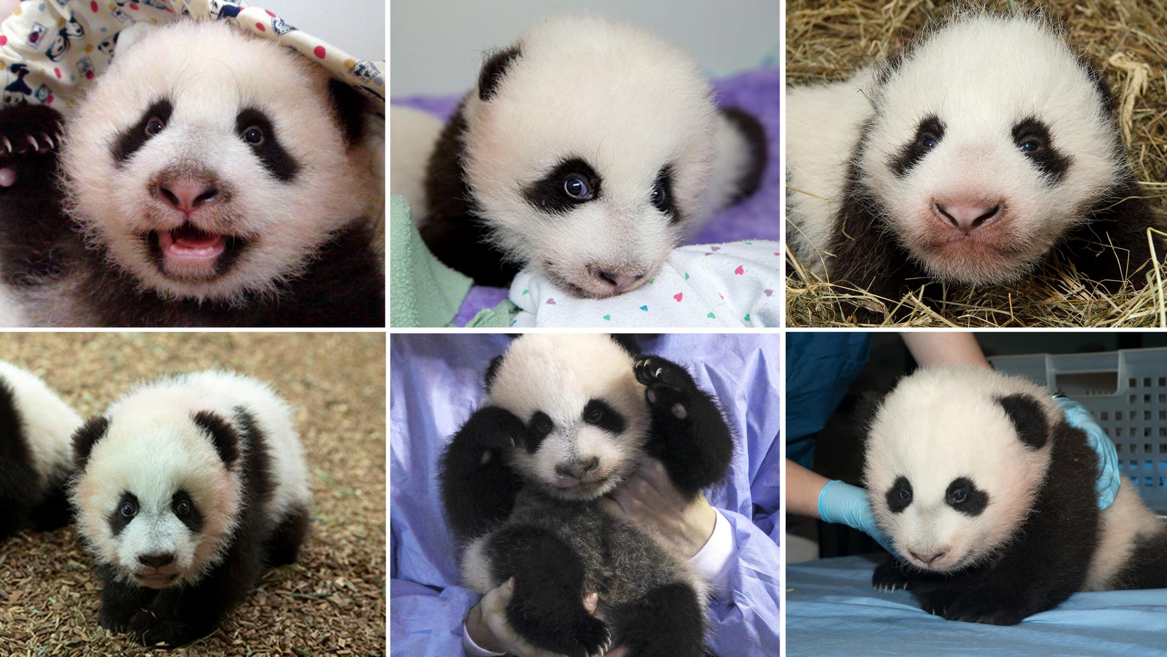 beyond cuteness: scientists deliver a panda baby boom