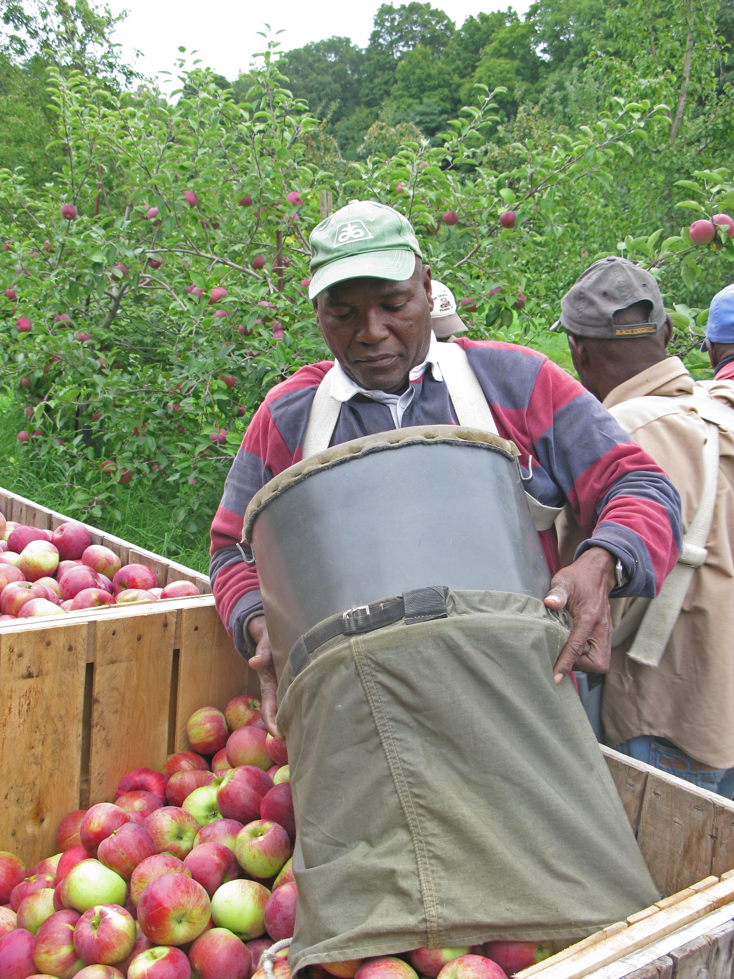 the canvas bag opens to the bottom, and the apples are rolled