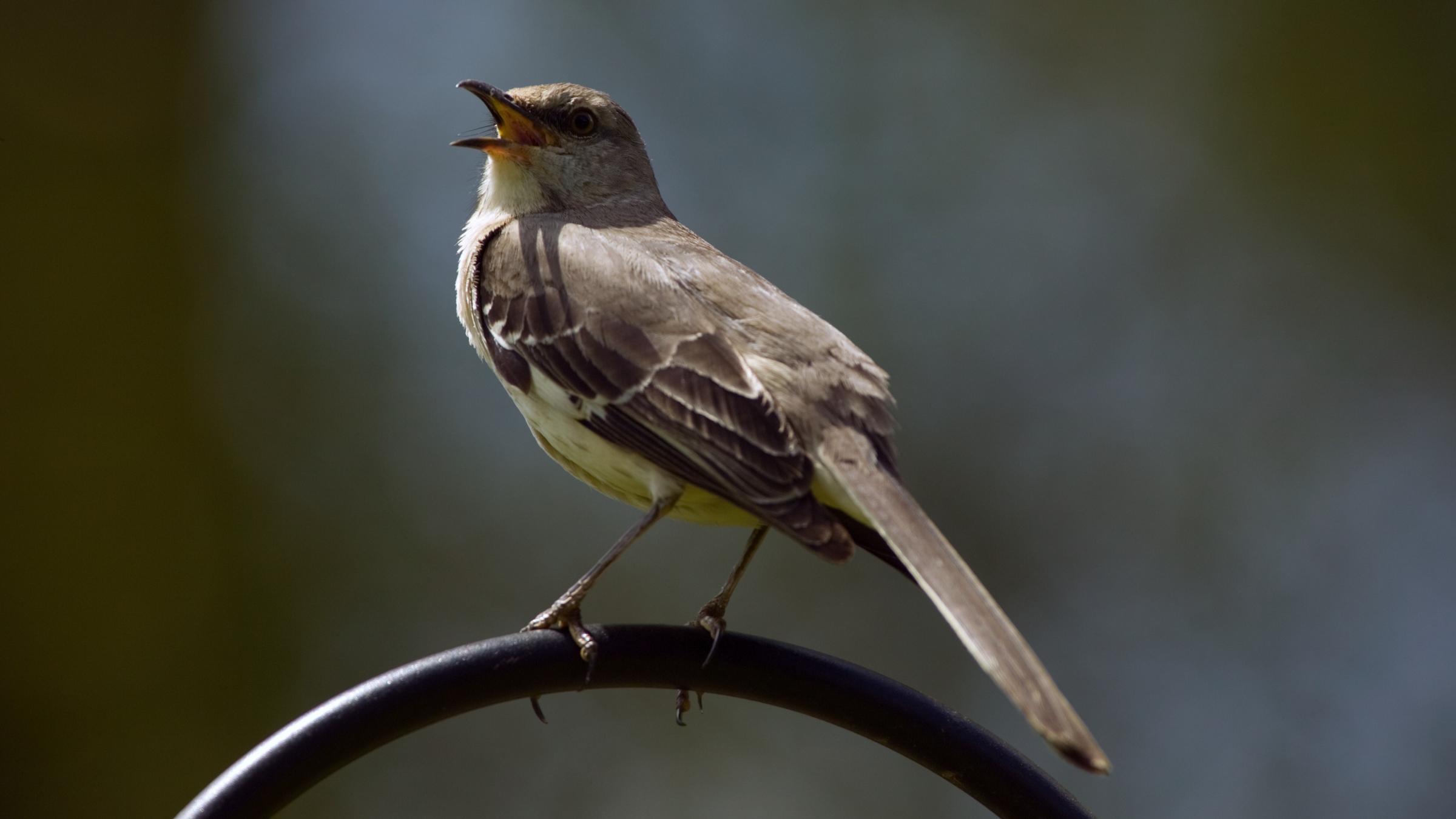mockingbirds and musicians cover each other in new orleans