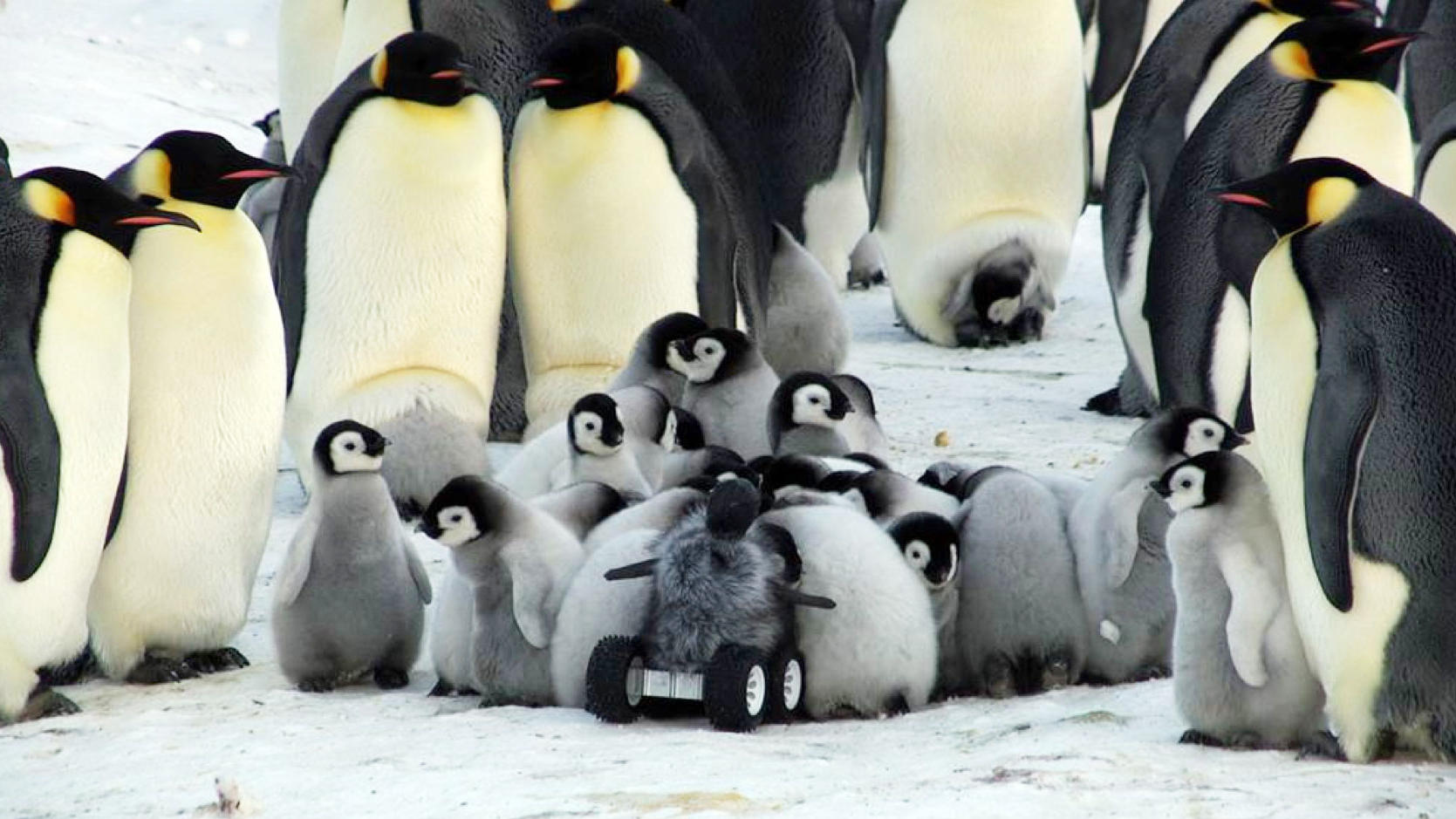 WATCH: The Robotic Baby Penguin That Spies For Scientists | WPSU