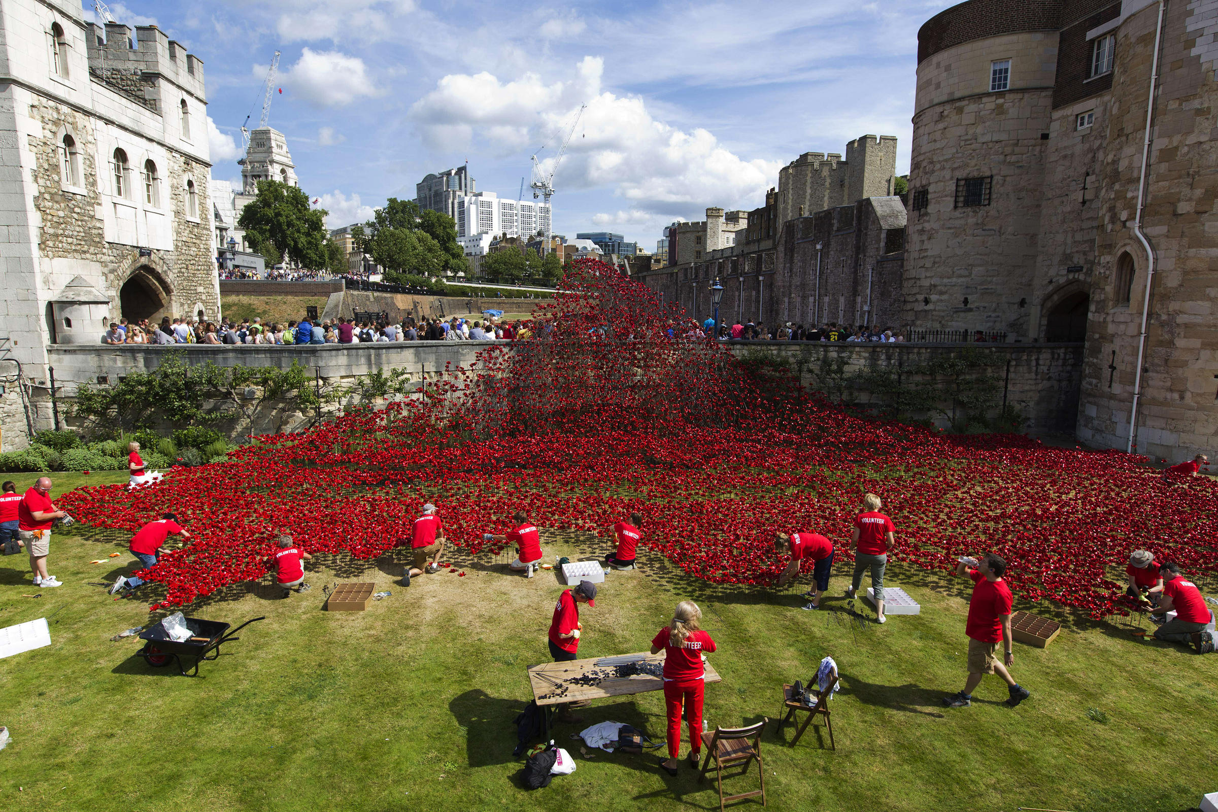 on armistice day in u.k., a sea of red poppies honors the fallen