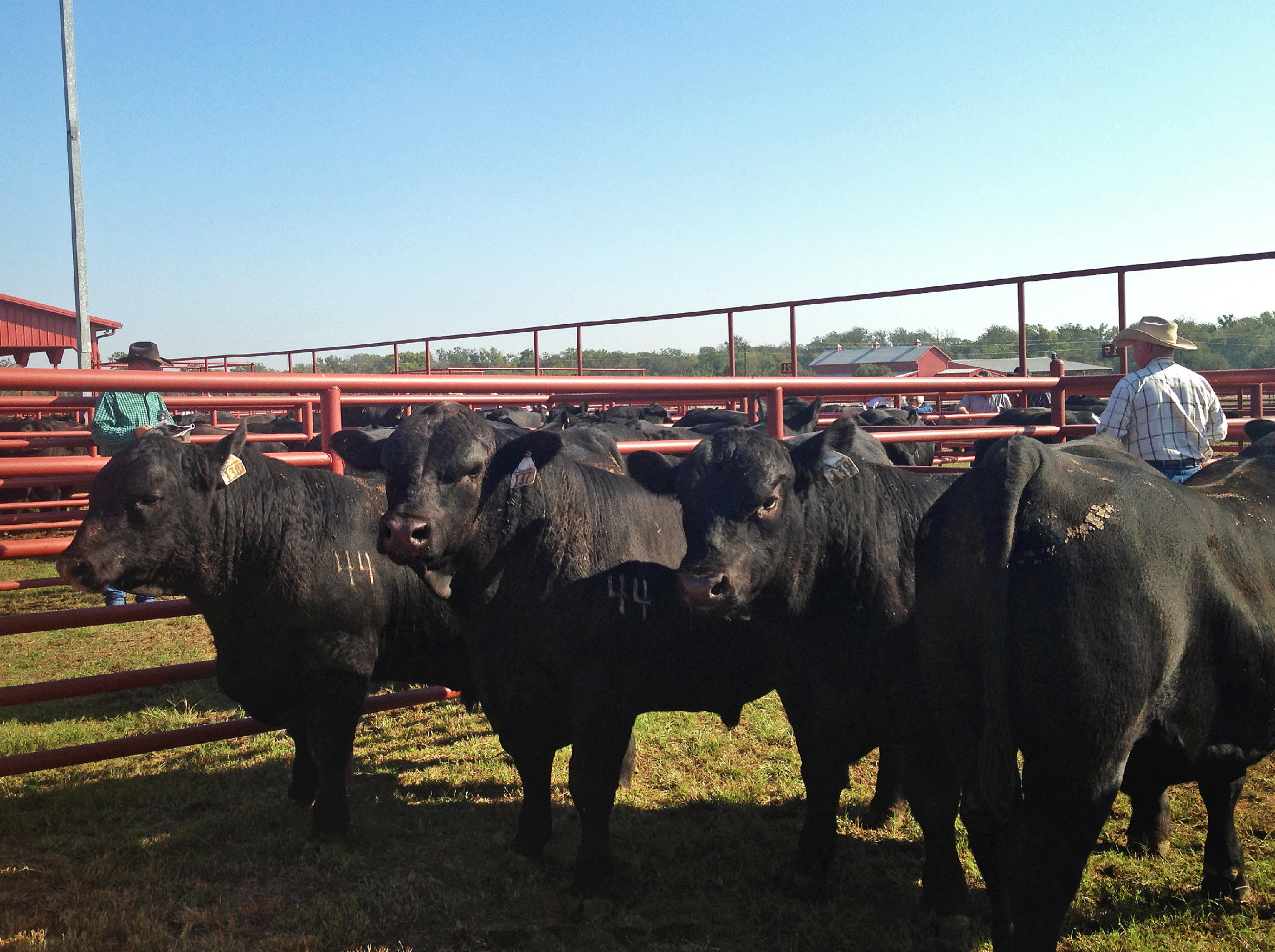 No Misteak High Beef Prices A Boon For Drought Weary Ranchers