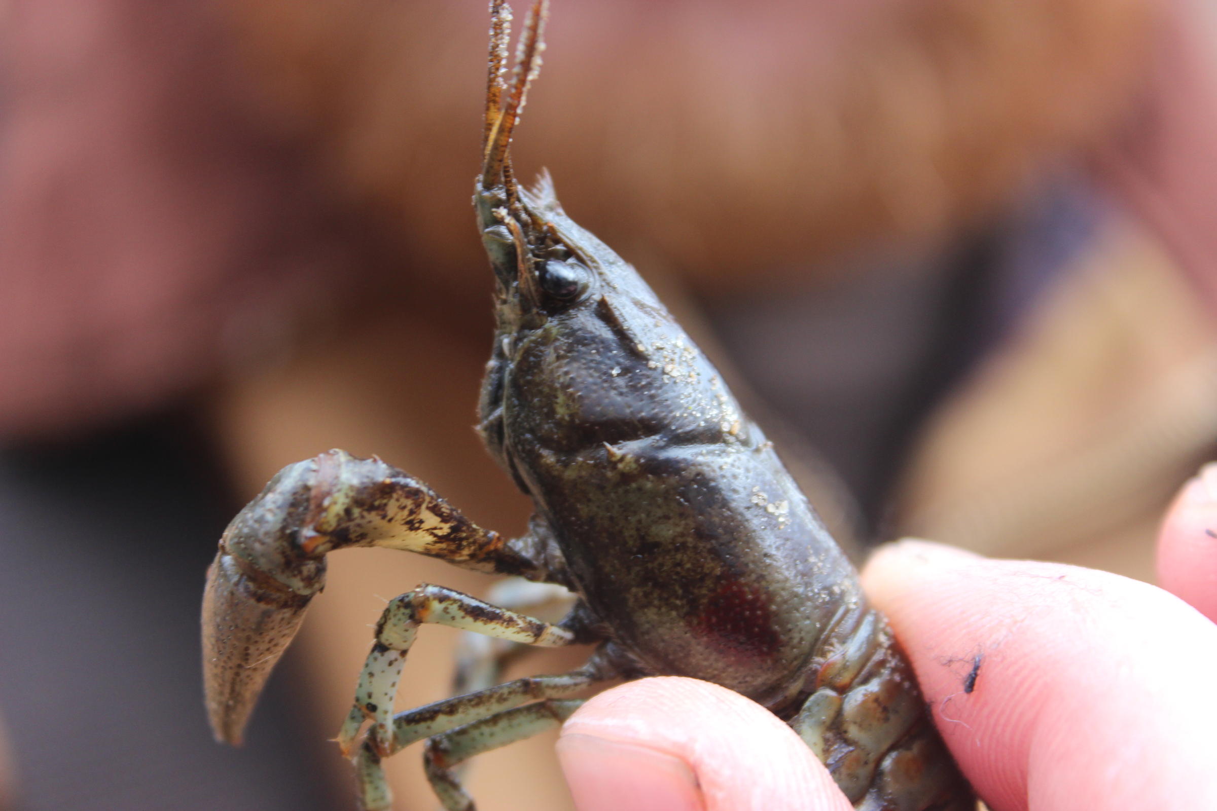 Michigan DNR changes the rules to let you eat invasive crayfish