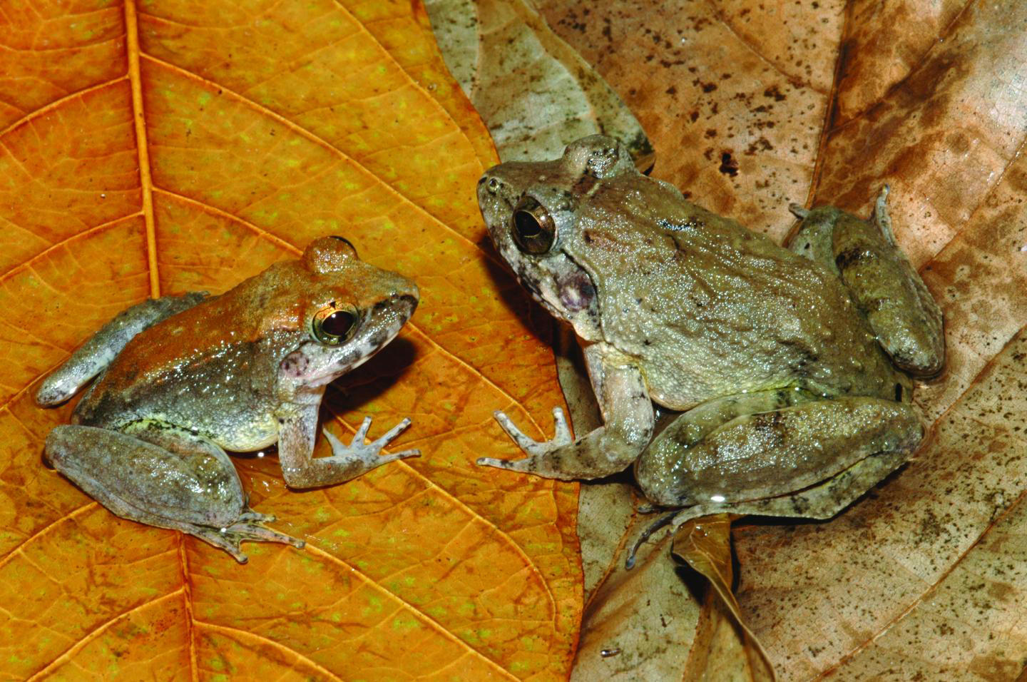 these froggies went a courtin and gave birth to live tadpoles