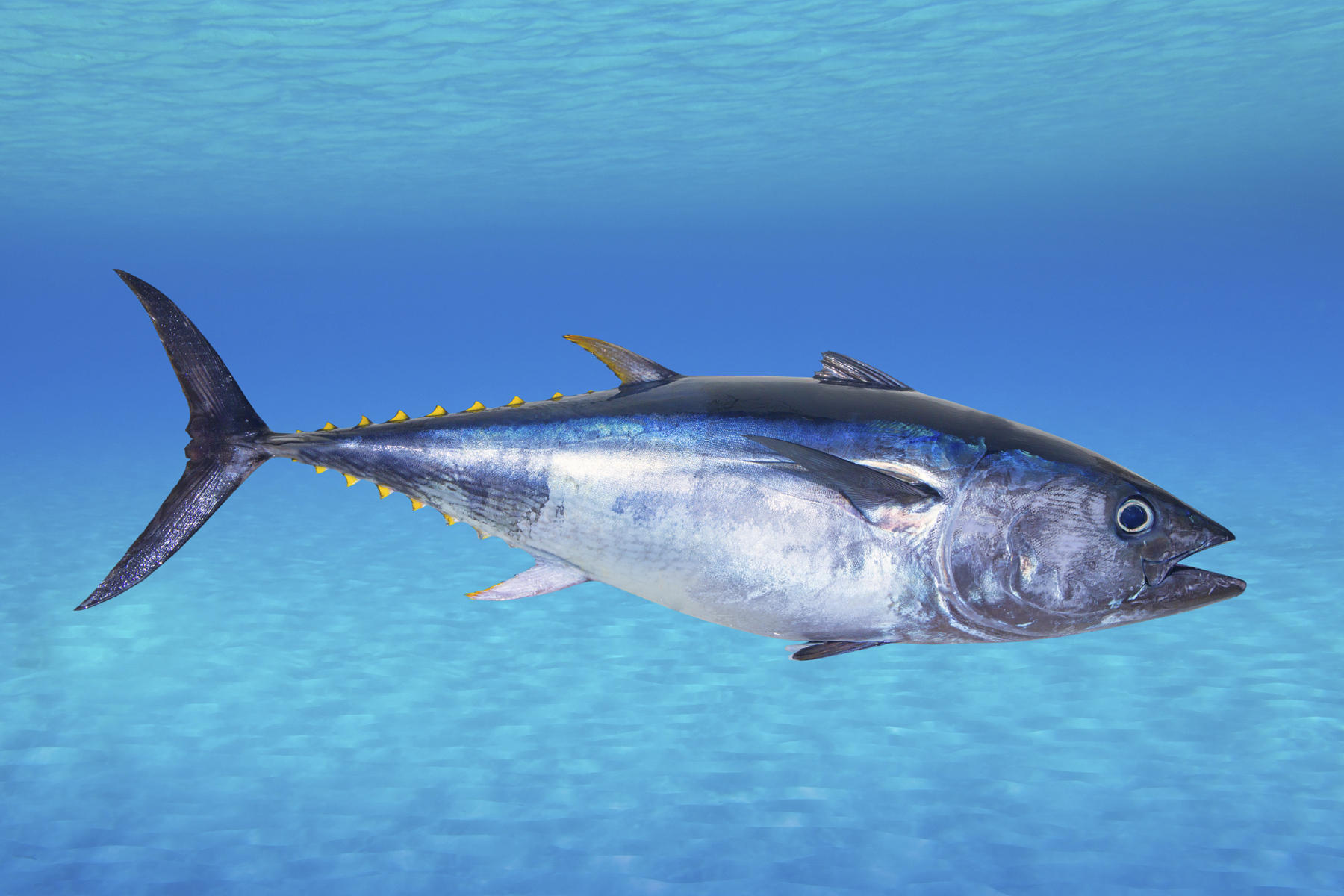 why some chefs just cant quit serving bluefin tuna
