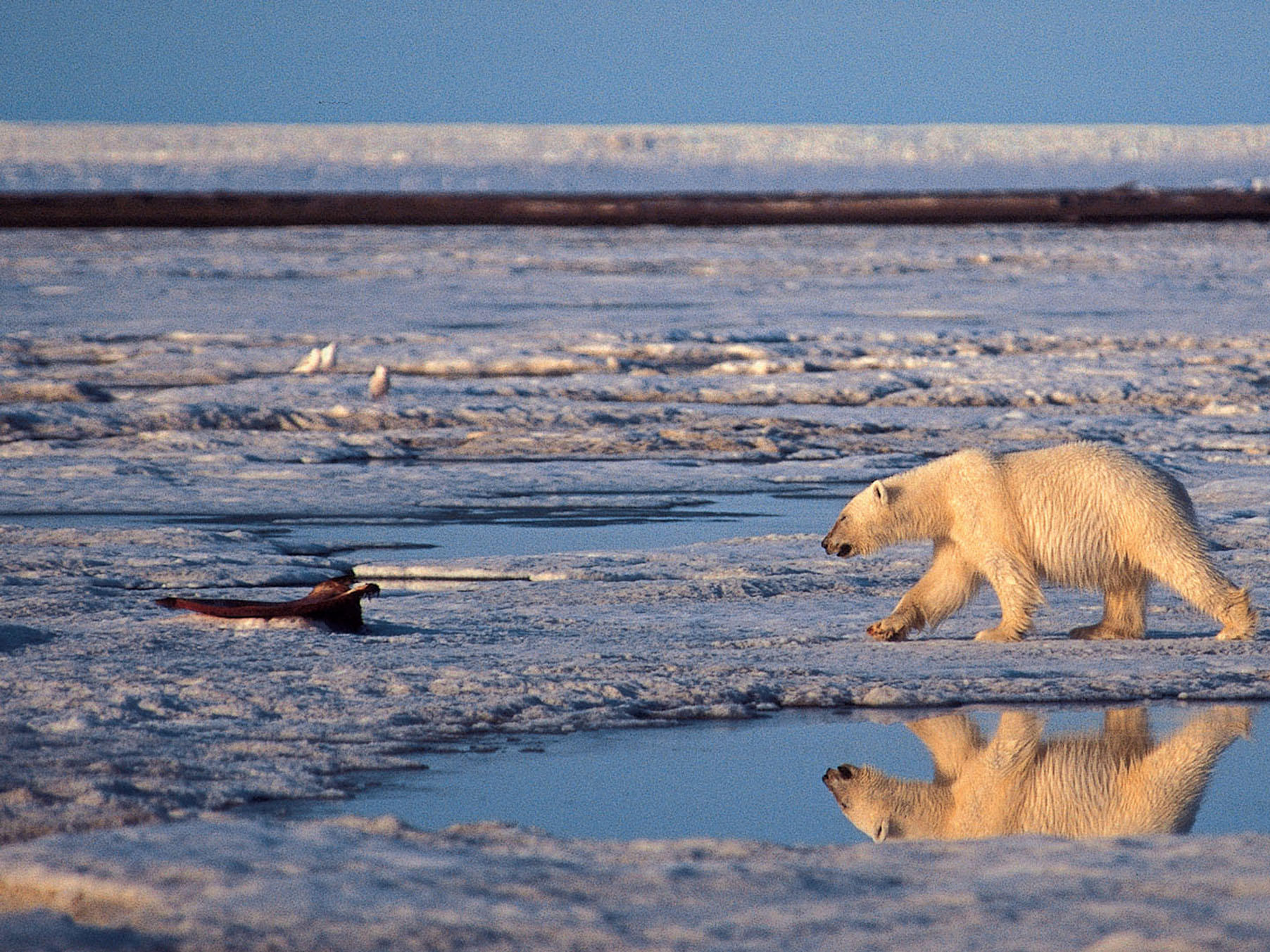 polarregion图片