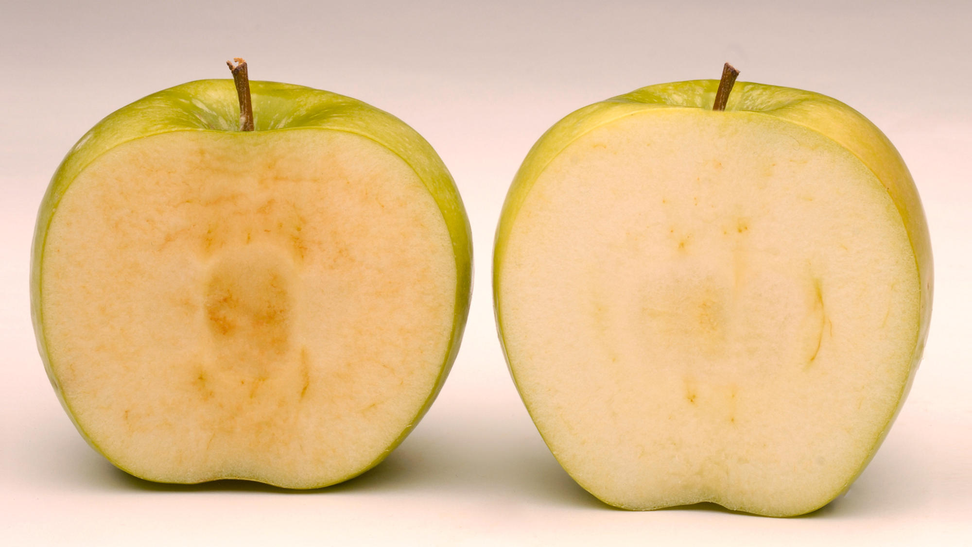 gmo apples get the nod, but not much of a welcoming party