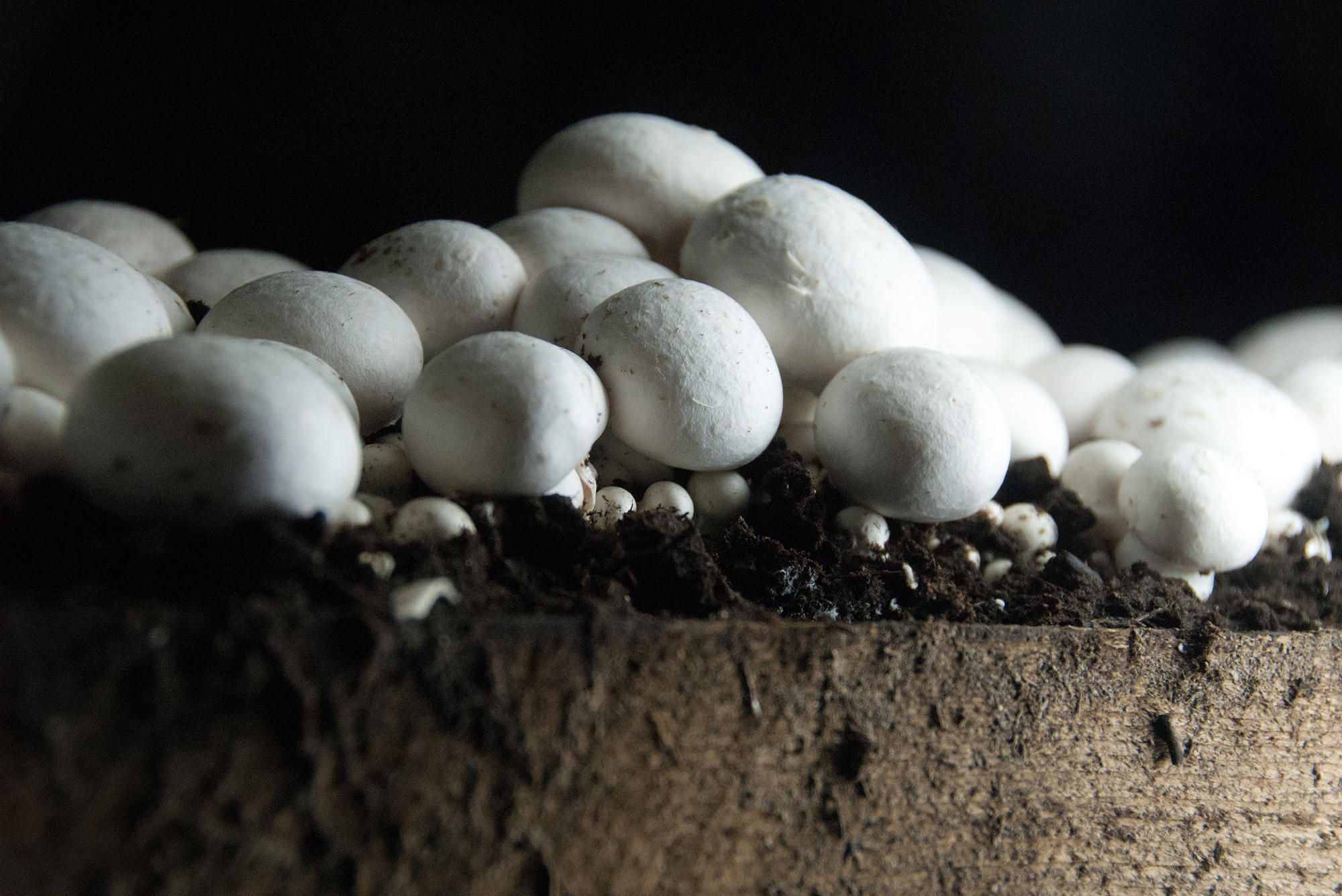 a wet and wild look inside the mushroom houses of a fungi farm