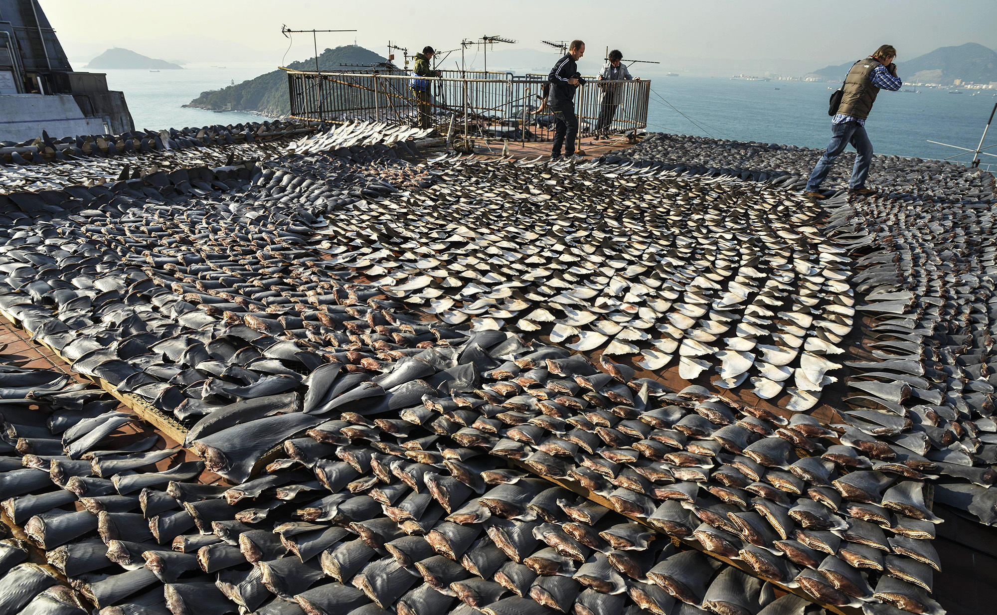 shark fins dry in the sun covering the roof of a factory