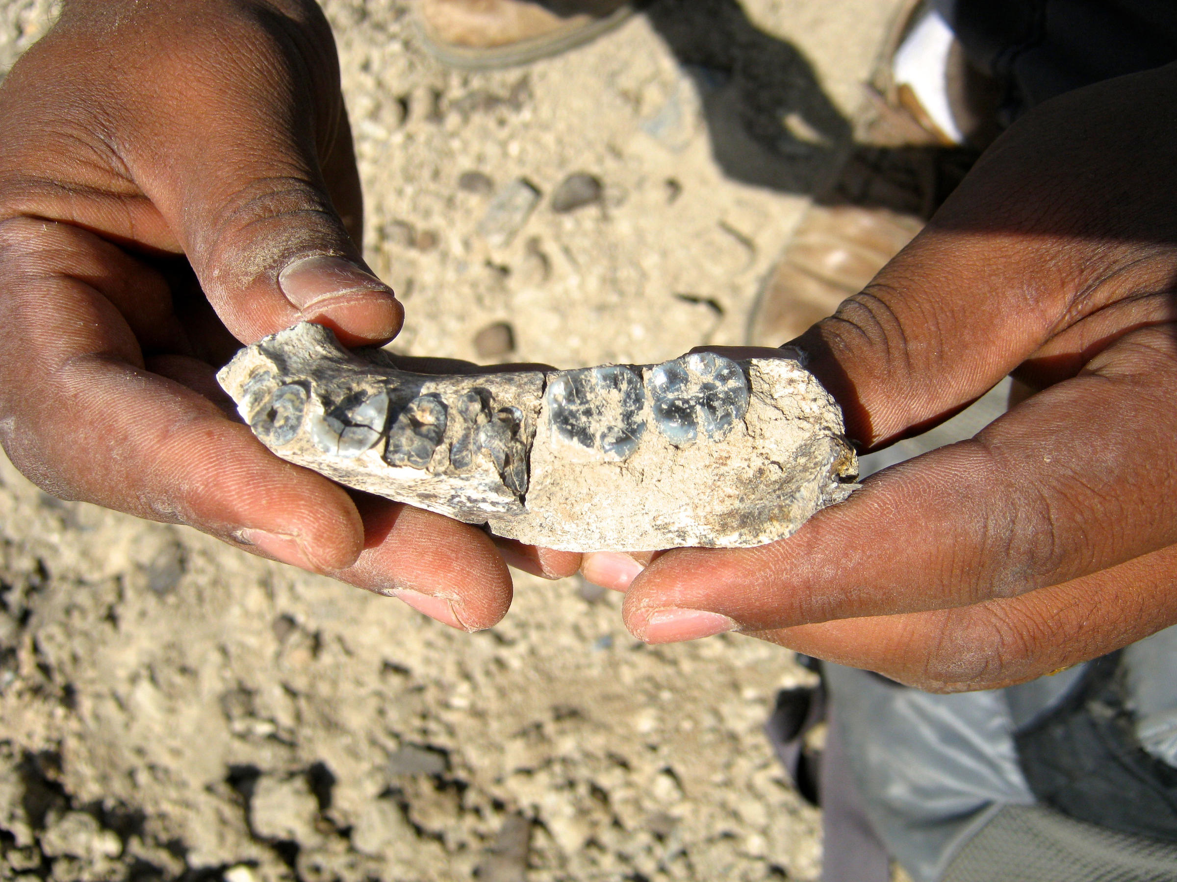 close-up view of the mandible, just steps from where it was