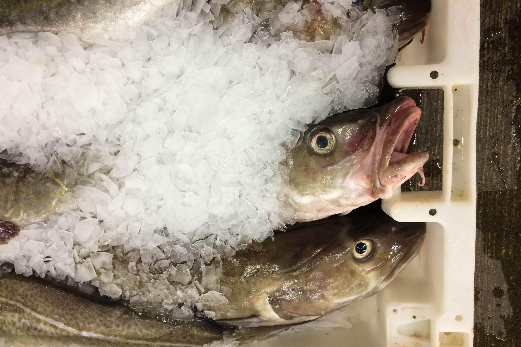 cod comeback: how the north sea fishery bounced back from the