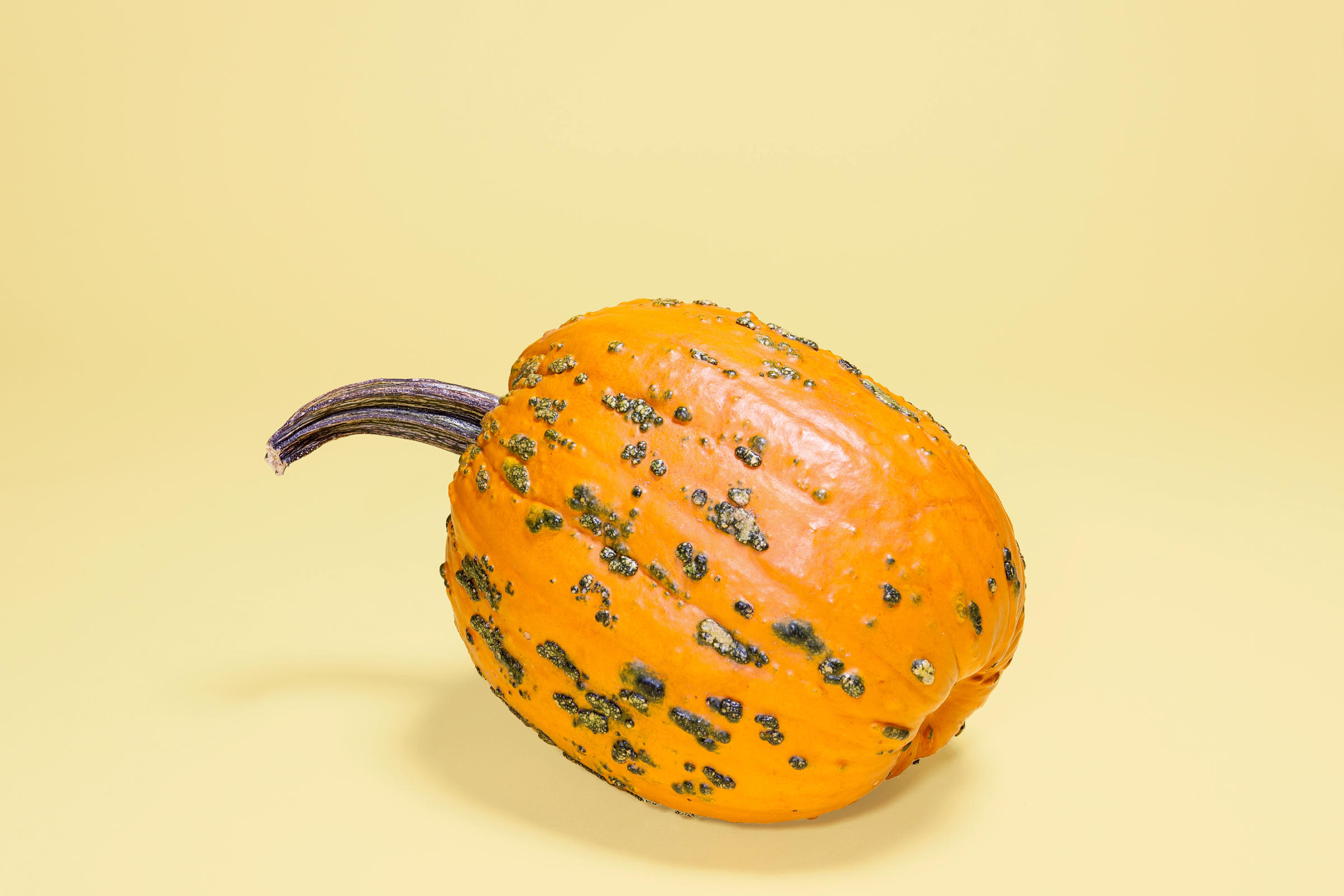 good gourd! whats with all the weird-looking squash?